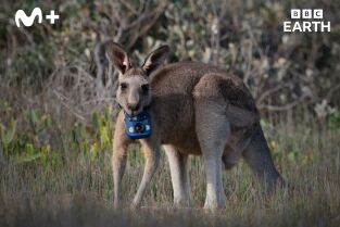 Animales con cámaras: Australia