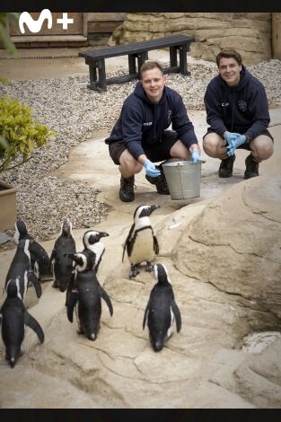 One Zoo Three: Trabajos extraños