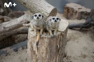 One Zoo Three: Movimientos felinos