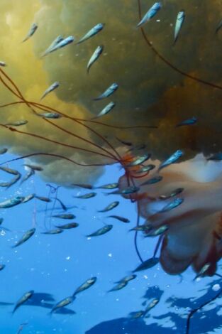 El mundo de los oceanos: Tiburones