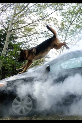 Hudson y Rex (T5): Ep.11 Fin de semana de trabajo