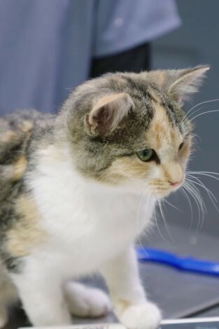 Veterinarios de Nebraska: Especial cat-atónico.