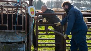 El increíble doctor Pol: Caniches y compañía