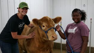 Veterinarios de Nebraska: ¡Luces, cámara, subasta!