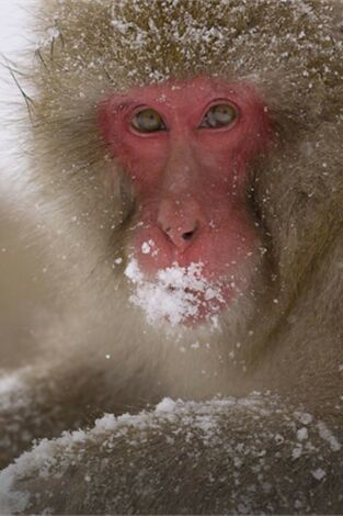 Japón salvaje: Las islas del suroeste