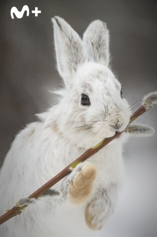 The Americas: El norte helado
