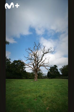 La vida secreta de los árboles: La vejez