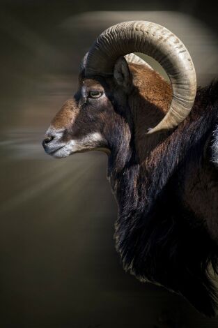 Soñando con muflones en Los Claros