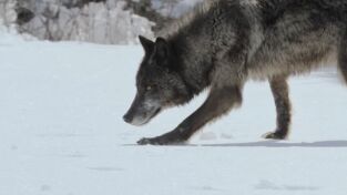 Predador vs. presa: Lobo
