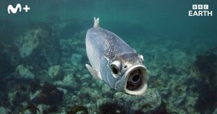 Espiando en el océano: Problemas