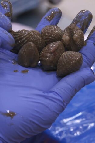 Control de fronteras: España: Episodio 14