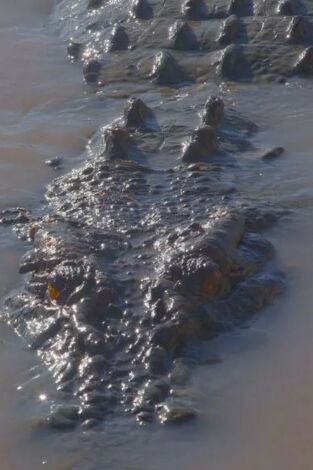 Dragón de Komodo: el rey de los reptiles