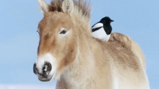 Wild Mongolia: la tierra del cielo azul: Supervivencia extrema