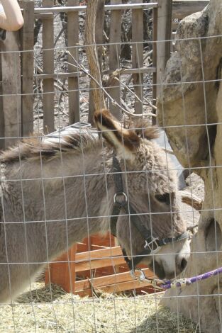 Construcciones al límite: Cabañas con forma de A en Colorado