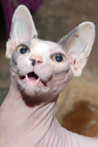 Las mascotas más raras del mundo: Micro mascotas