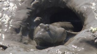 Raros y salvajes: La rebelión mutante