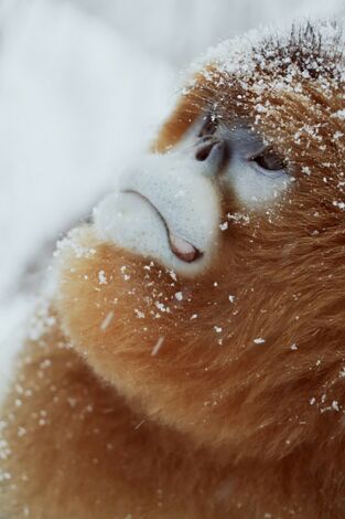 Recuerdos de un langur chato dorado