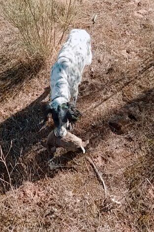 Locos por el 20: Conejos con setter inglés
