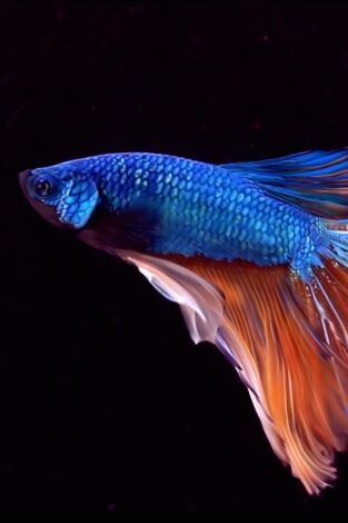 Raros y salvajes: Asesinos escurridizos