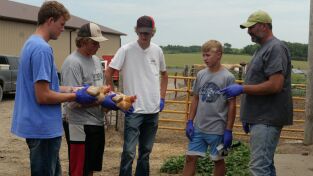 Veterinarios de Nebraska: Las gallinas se complican