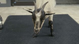 Veterinarios de Nebraska: Es difícil despedirse de la cabra