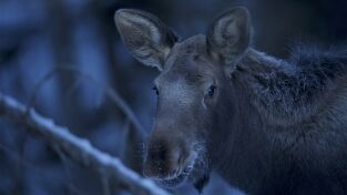Las maravillas ocultas del invierno: El mundo helado de Europa