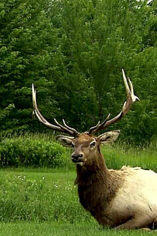 Así se hace (MAX): Señuelos de caza robóticos/Tomates en lata/Lazos