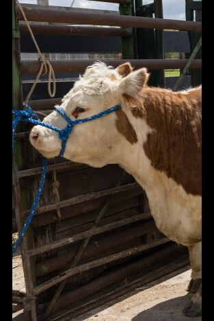 El increíble doctor Pol: Rebaño las 24 horas