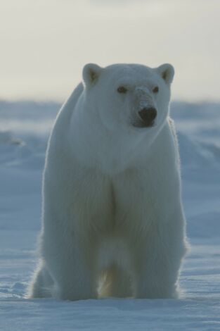 Planeta helado II: Nuestro planeta helado