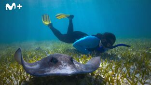 El futuro de la naturaleza: Océanos