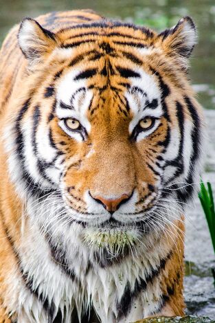 El campo es nuestro: Episodio 1102