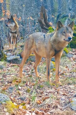 El bosque salvaje de Pardomino: Episodio 1