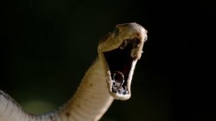 Serpientes en la ciudad: Mamba Manía