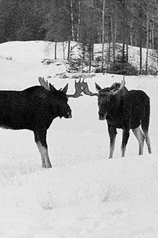 Un paraíso invernal