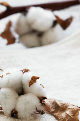Así se hace: Algodón, Jaulas de salida en rodeos