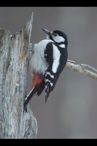 Las maravillas ocultas del invierno: La frontera helada de América