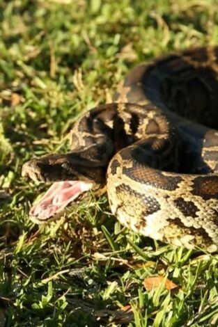 La invasión de la pitón