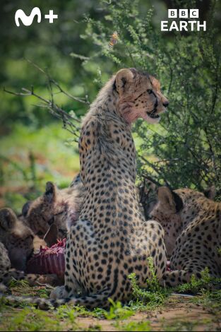 Los guepardos y yo: Episodio 1