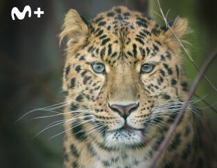 One Zoo Three: Animales alfa