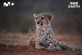 Los guepardos y yo: Episodio 2