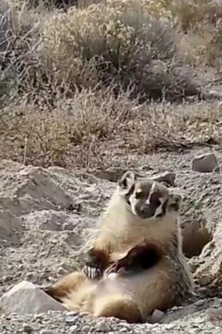 Misterios de la naturaleza: Animalito culpable