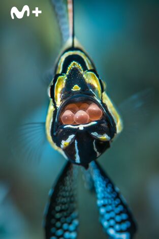 Cómo se hizo Parenthood: Cómo se hizo Parenthood (episodio 5)