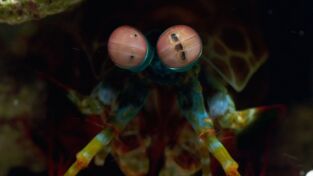 Raros y salvajes: Juegos de depredadores