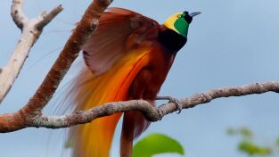 Especial Wild Asia: Islas paradisíacas: Salvajes, extrañas y maravillosas