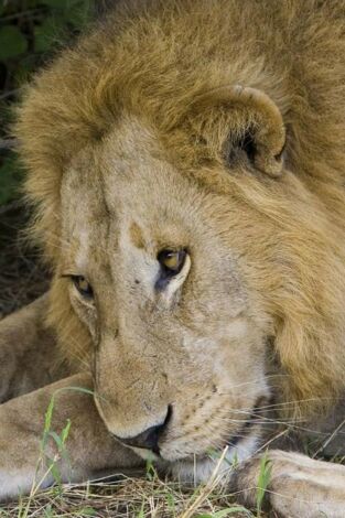 Los cerebros y bebés más raros del mundo: Animales superdotados