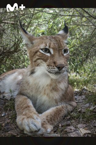 Los felinos y yo: Episodio 2