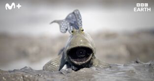 Espiando en el océano: Sentimientos