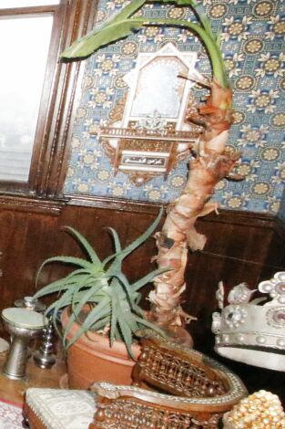 Buscadores de fantasmas: La casa Westerfeld