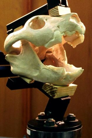 Misterios de los tiburones