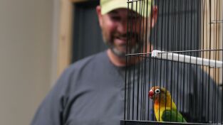 Veterinarios de Nebraska: Periquitos
